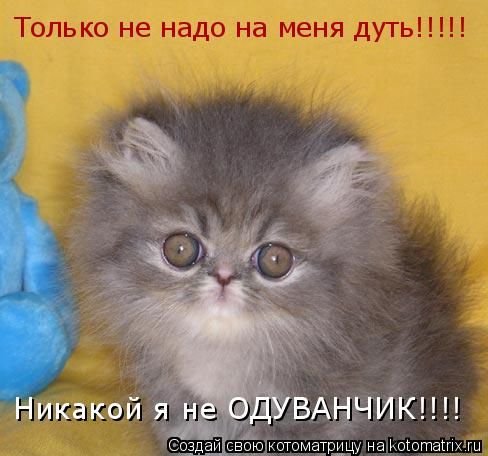 Кот ест одуванчик