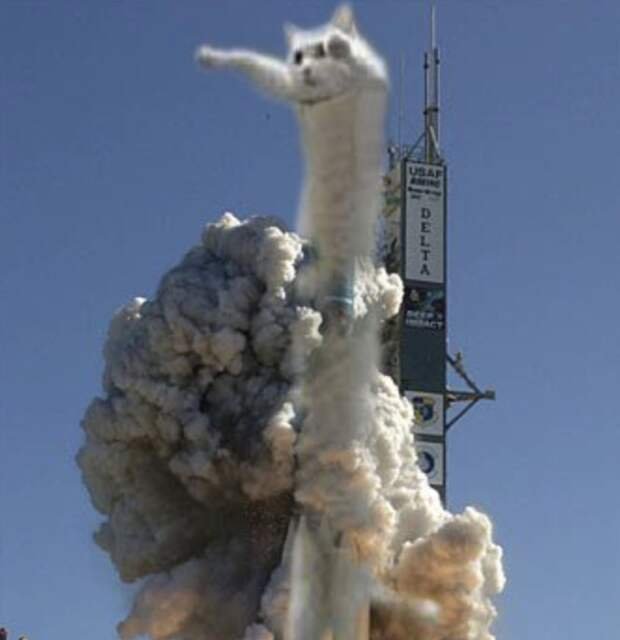 Кот на ракете