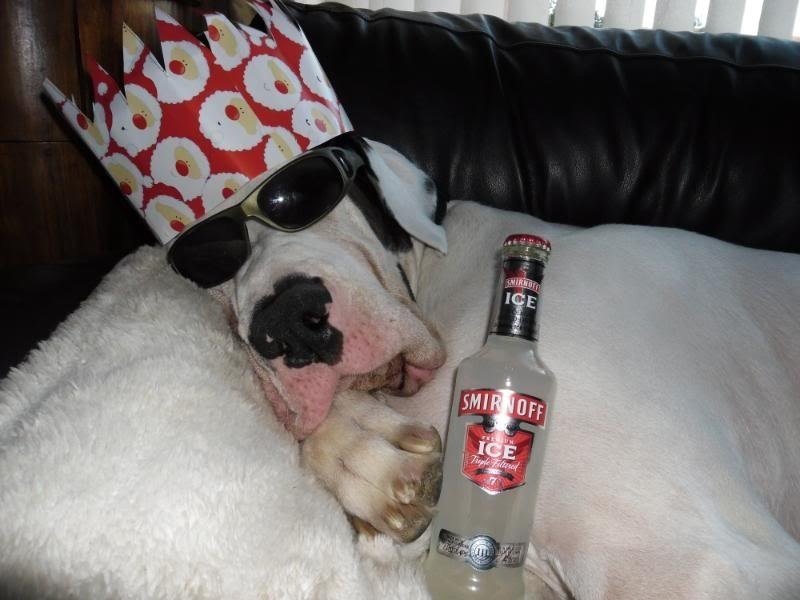 Собака бухает