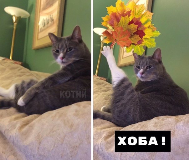 Кот с цветами хоба