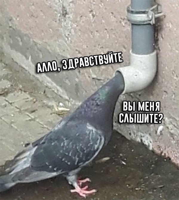 Гусь во рту собаки