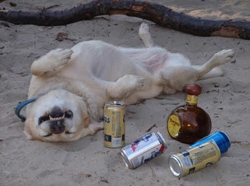 Пьющая собака