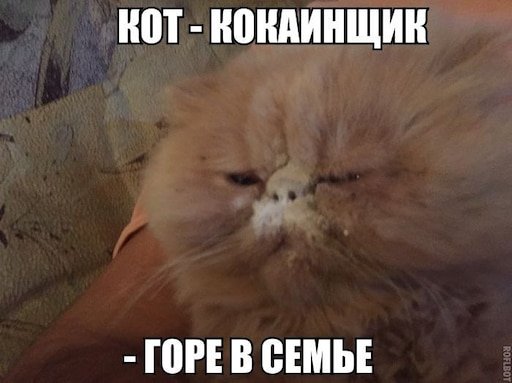 Кот наркоман горе