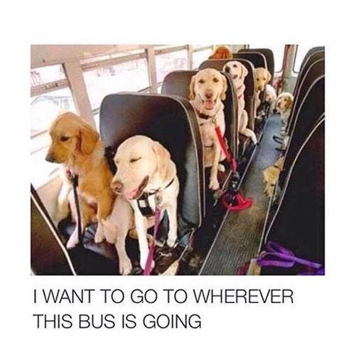 Собака пассажир