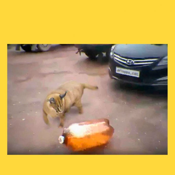 Пес и пивная кега