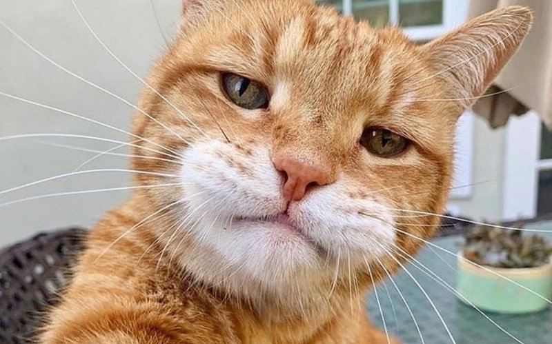 Кот подмигивает