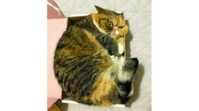 Нормально Мем кот