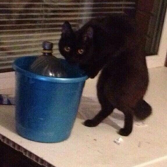 Кот в ведре