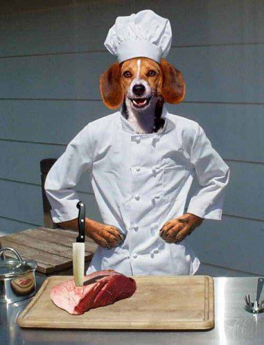 Собака в поварском колпаке
