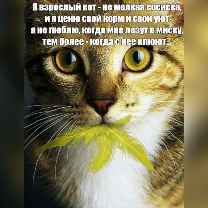 Мем с котом и одуванчиком и английским