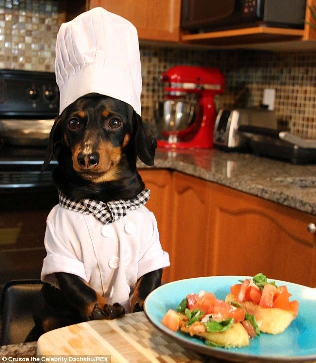 Еда для собак