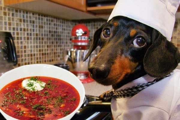 Собака повар