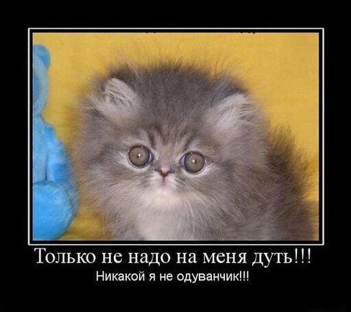 Мемы про домашних животных