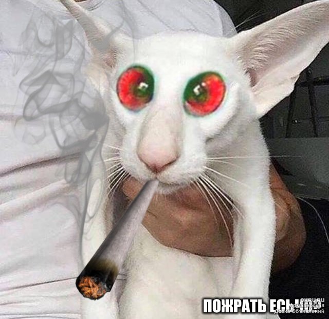 Обкуренный кот