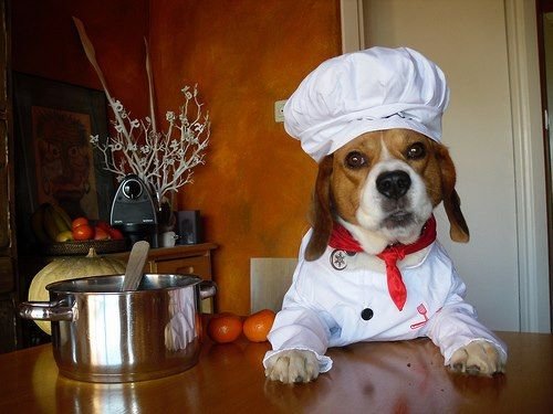 Собака в поварском колпаке и фартуке