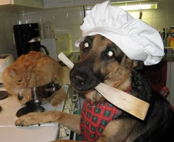 Собаки приколы с надписями