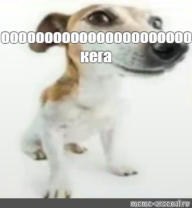 Собака ИМЗ мема с кегой