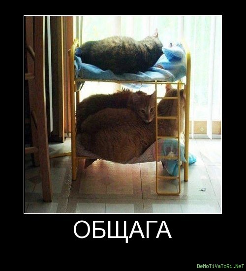 Общага Мем