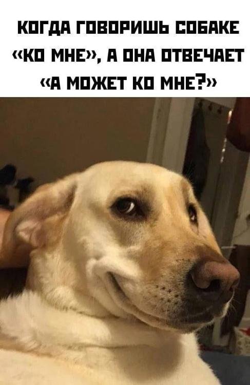 Собака говорит аф
