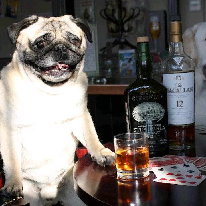 Собака и алкоголь