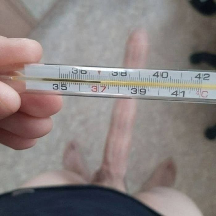 Градусник 38.2