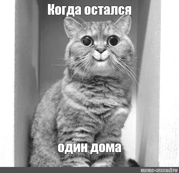 Кот задумчивый