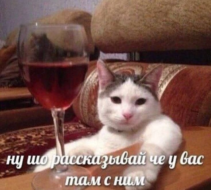 Кот Степан с бокалом