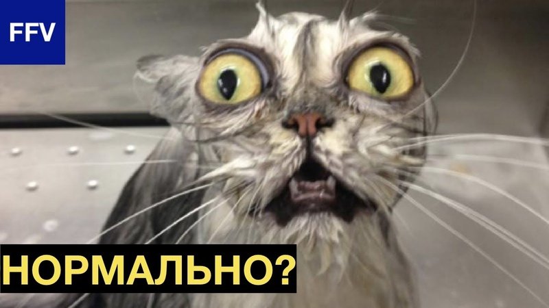 Кот нормально