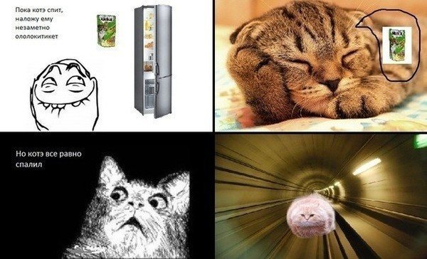 Смешные мемы про котов