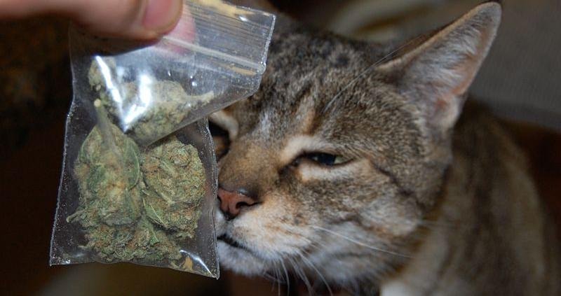 Кошачья наркомания