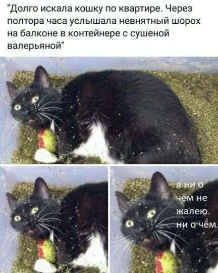 Кот валерьянщик горе в семье