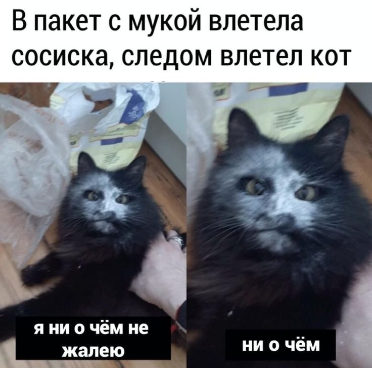 Я ни о чем не жалею кот