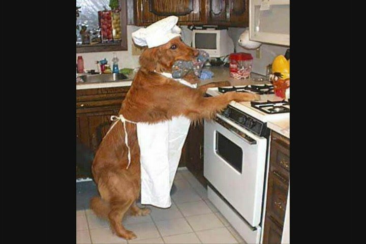 Животные в фартуке