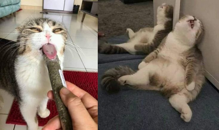 Кот смешной наркоман