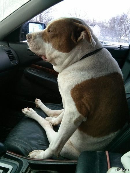 Собака едет в авто