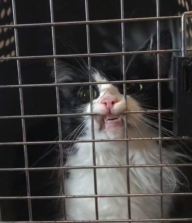 Кот за клеткой