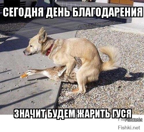 Собака сутулая прикол