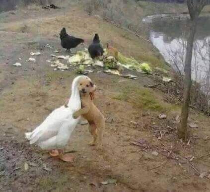 Гусь обнимает