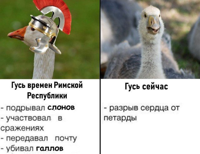 Гусь прикол