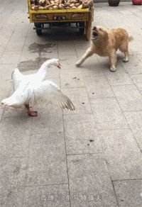 Гусь и собака