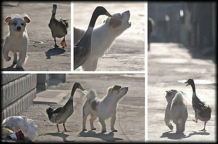 Поведение животных