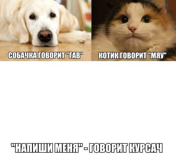 Собака говорит Гав