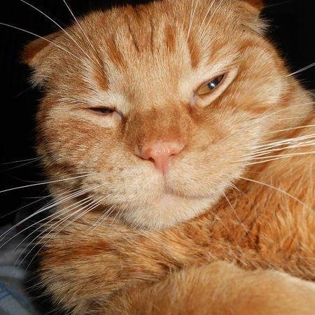Рыжий кот с закрытыми глазами