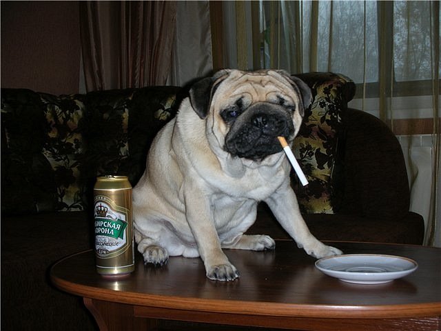 Мопс с сигаретой