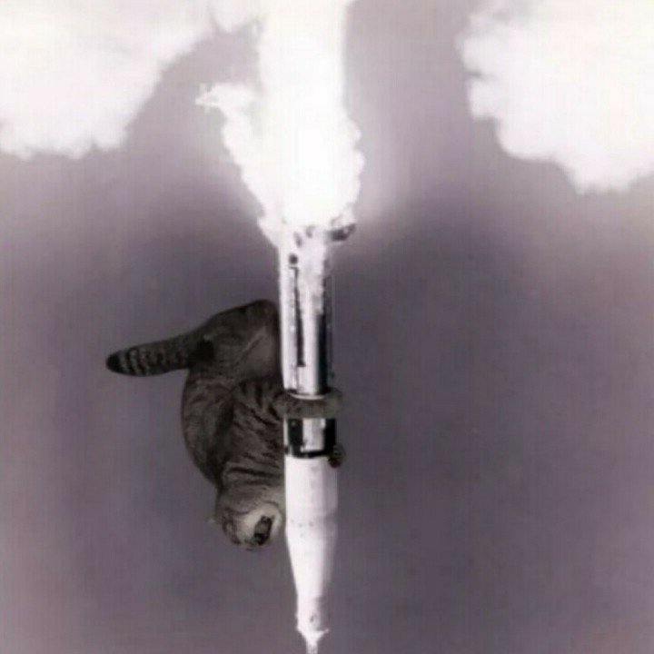 Кошачья ракета