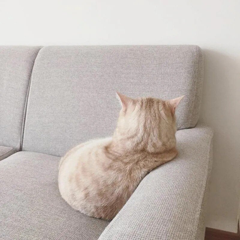 Кот на диване отвернулся