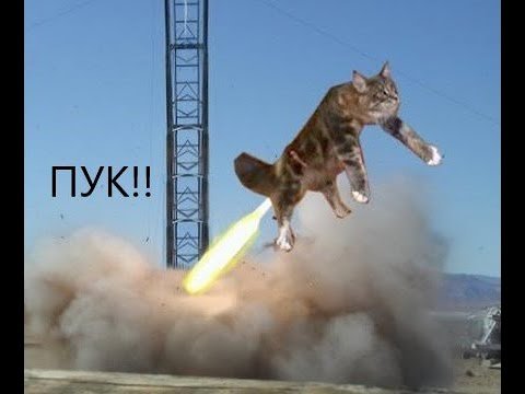 Летающий кот