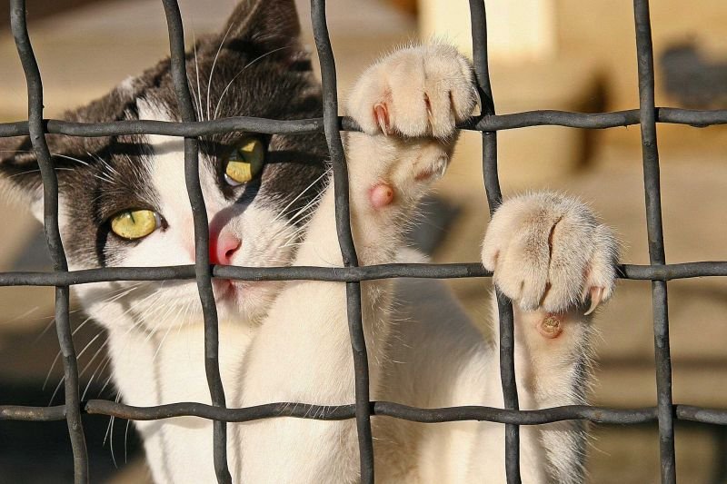 За решеткой