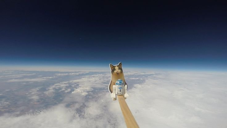 Летающий кот