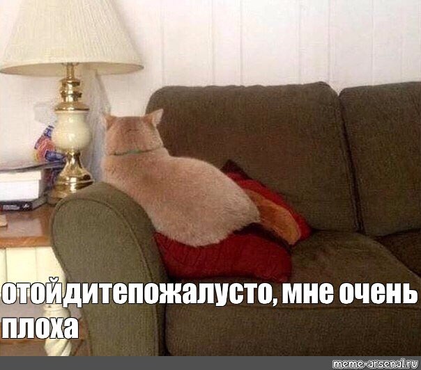 Кот обиделся